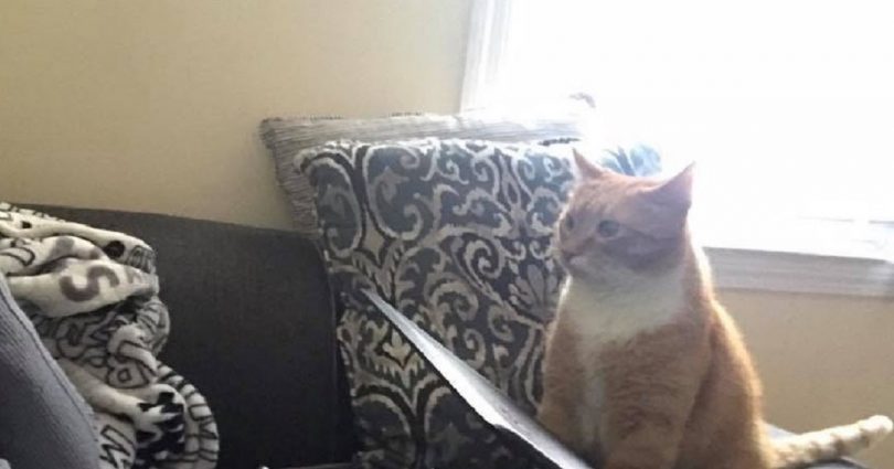 Cat Won’t Stop Staring At His New Mom After Giving Adopting Him