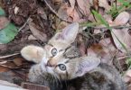 Four Abandoned Kittens Living inside a Tree Are Rescued