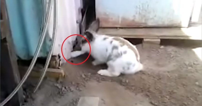 Hero Rabbit Try All His Best And Digs a Little Stuck Kitten Out of Trouble!