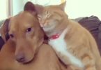 Hidden Camera Shows Cat Comforting Anxious Dog While Nobody Is At Home