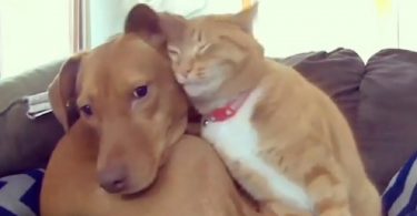 Hidden Camera Shows Cat Comforting Anxious Dog While Nobody Is At Home