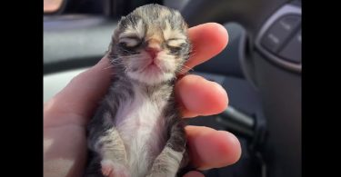 Newborn Kitten Who Was Found Frozen Solid Is Rescued