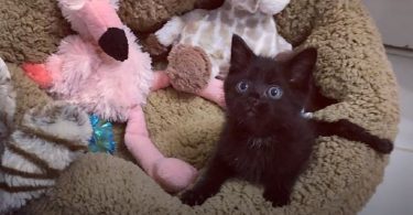 Paralyzed Kitten Is Simply The Sassiest Cat You’ve Ever Seen