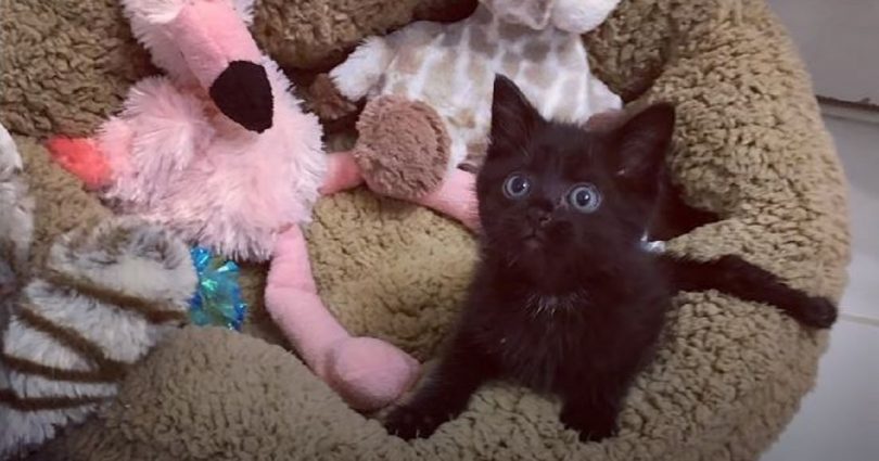 Paralyzed Kitten Is Simply The Sassiest Cat You’ve Ever Seen