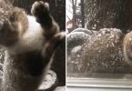 Stray Kitty Knocking And Scratches Window During Snow Storm And Asks To Be Let In