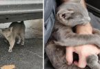 Stray Kitty Walks Up To A Man Asking For Help And Won't Let Him Go