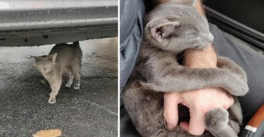 Stray Kitty Walks Up To A Man Asking For Help And Won't Let Him Go