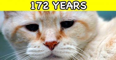 These Are The Oldest Cats In The World