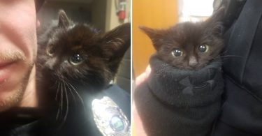 Tiny Kitten Found Stuck In Snow, Climbs to Rescuer's Shoulder and Won't Let Him Go