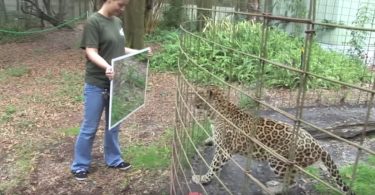 Watch How These Big Cats React When They Noticed a Mirror In Front Of Them