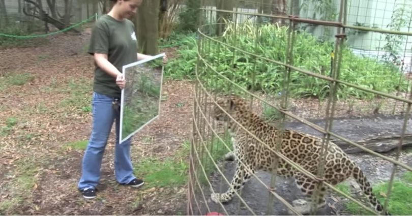 Watch How These Big Cats React When They Noticed a Mirror In Front Of Them