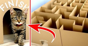 ENORMOUS Maze Labyrinth for Kittens. Can they find the EXIT