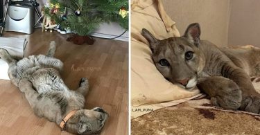 Cute Puma Is Living As A Real Spoiled House Cat!