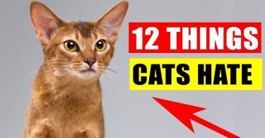 12 Things Cats Hate the Most
