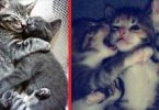 17 Photos Of Adorable Little Kittens Cuddling With Each Other