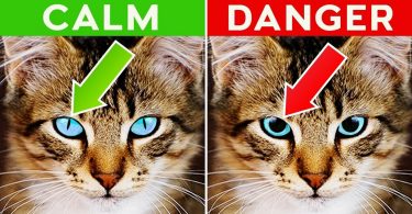 18 Strangest Cat Behaviors Explained Just For You