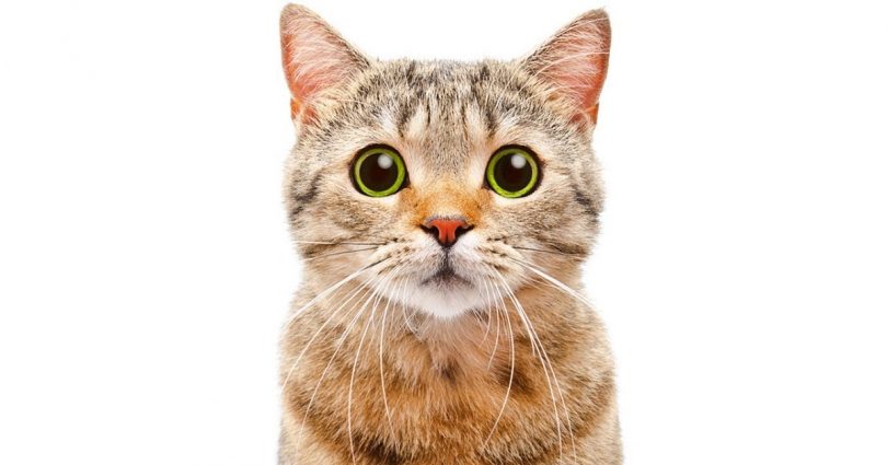25 BIZARRE Cat Facts You Must Know