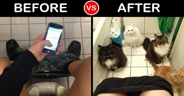 8 Things That Will Never Be The Same After Getting a Kitty At Your Home