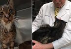 A 15-year-old Stray Cat No One Wanted, Finally Sees A Bright Future