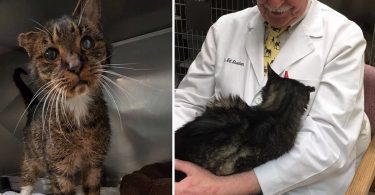 A 15-year-old Stray Cat No One Wanted, Finally Sees A Bright Future