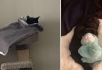 A Kitty Is Very Obsessed With His Baby Blankets And Carries It Everywhere
