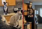 Dog Raised By Cats Think He Is A Real Cat And One Of Them