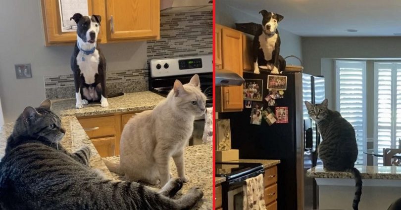 Dog Raised By Cats Think He Is A Real Cat And One Of Them