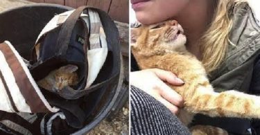 Lady Taking Out The Garbage Makes A Heart-Rending Discovery Inside A Trash Can