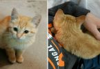 Stray Tiny Kitten Sprints Up to Man and Decides That He Will be His New Daddy