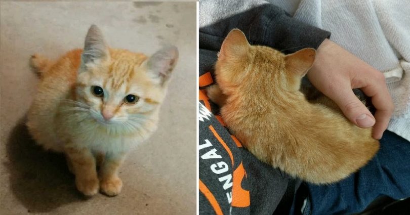 Stray Tiny Kitten Sprints Up to Man and Decides That He Will be His New Daddy