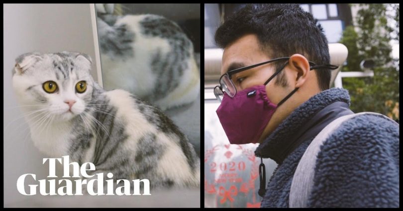 The Coronavirus Cat Rescuer of Wuhan