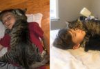This Cute Cat Won`t Fall Sleep Without Cuddling His Human Best Friend