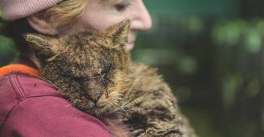 Unwanted Cat That Never Felt a Human Touch Finally Feels Love and Hugs For The First Some