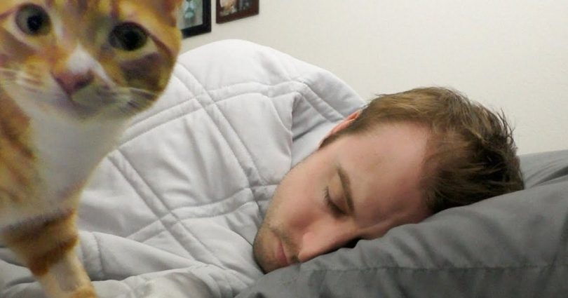 Why Do Cats Like To Sleep With Us