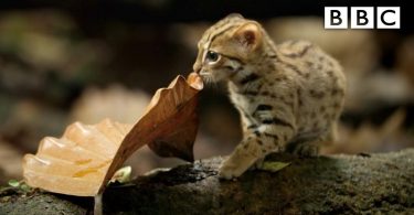 Have You Seen The Smallest Cat In The World