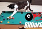 Human Vs Cat Playing Billiard. Who Will Win