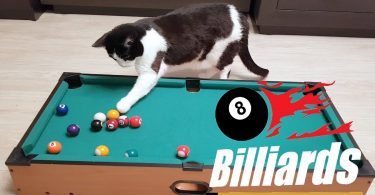 Human Vs Cat Playing Billiard. Who Will Win