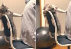 This Kitty Claims New Chair As Her Own And Won't Let Anyone Sit In It