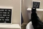 This Kitty Has Priceless Reaction When She Reads Sign Her Owner Put Up