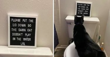 This Kitty Has Priceless Reaction When She Reads Sign Her Owner Put Up