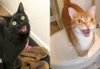 7 Sounds Cats Make and Their Meaning