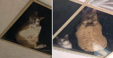 Shop Owner Installed Glass Roof For His Cats To Watch Him All the Time