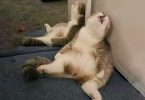 These Are The Funniest Cats - Don't Try to Hold Back Laughter