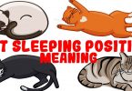 What Your Cat's Sleeping Position Reveals About Their Personality And Health