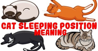 What Your Cat's Sleeping Position Reveals About Their Personality And Health