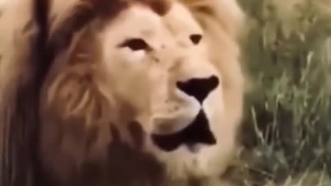 lion roar