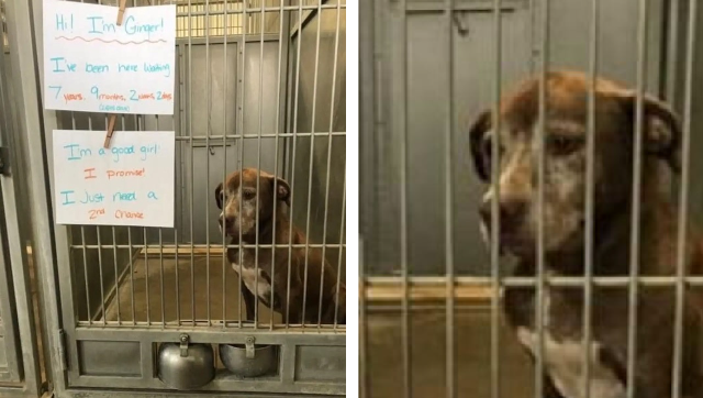 dog in shelter