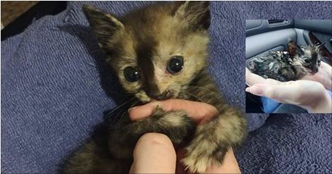 Feral Kitten Found in Pouring Rain, What a Change One Day Can Make