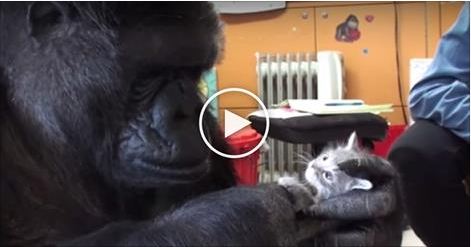 Watch Koko and her Kittens . This is very touching