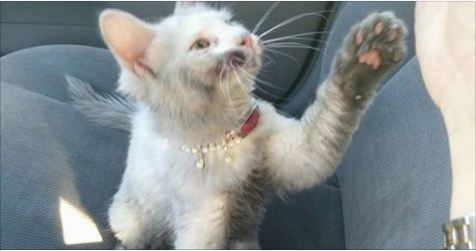 Kitten Found Walking The Street Needed Many Baths Just To See Her True Fur Color